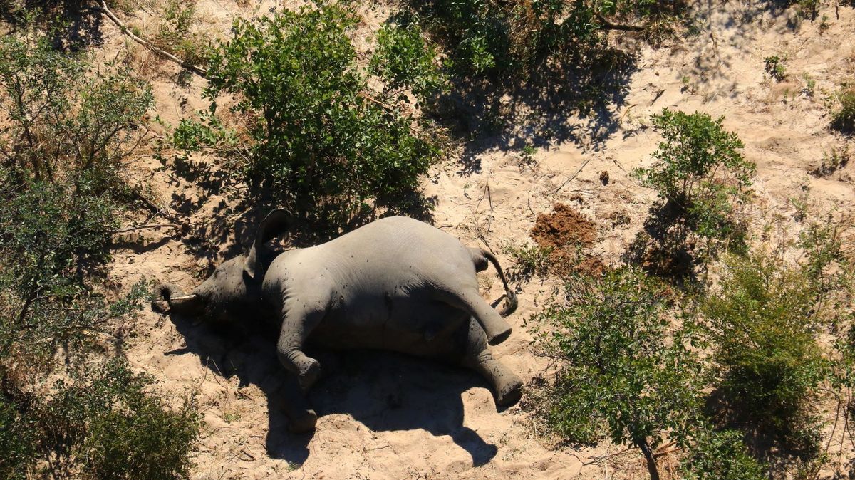 Záhada stovek mrtvých slonů. „Testy trvají měsíce, to zabijí další zvířata,“ varují ochránci